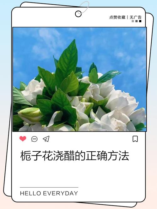 栀子花喜酸还是喜碱，栀子花喜酸性土壤吗？-第2张图片-优品飞百科