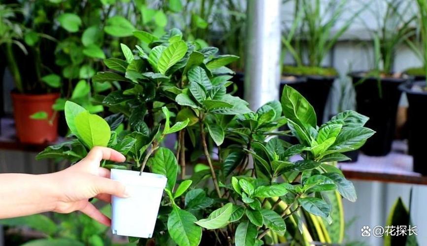 栀子花喜酸还是喜碱，栀子花喜酸性土壤吗？-第3张图片-优品飞百科