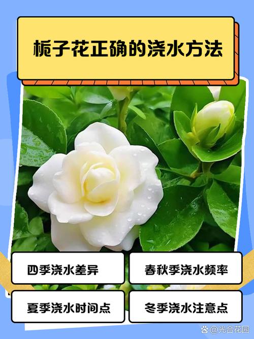 栀子花喜酸还是喜碱，栀子花喜酸性土壤吗？-第5张图片-优品飞百科