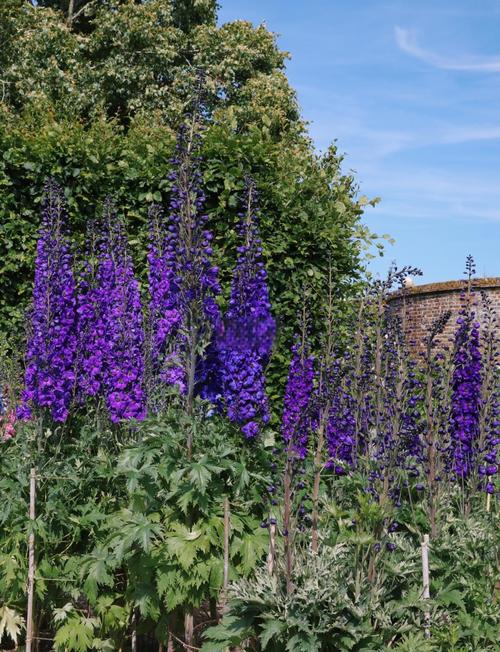 翠雀种子怎么种，翠雀是什么科？