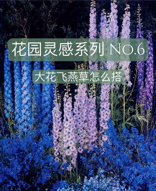 翠雀种子怎么种，翠雀是什么科？-第2张图片-优品飞百科