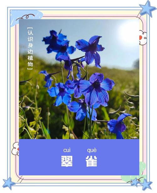 翠雀种子怎么种，翠雀是什么科？-第3张图片-优品飞百科