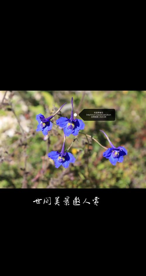 翠雀种子怎么种，翠雀是什么科？-第4张图片-优品飞百科