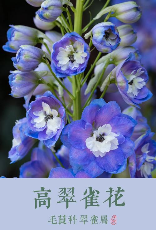 翠雀种子怎么种，翠雀是什么科？-第5张图片-优品飞百科