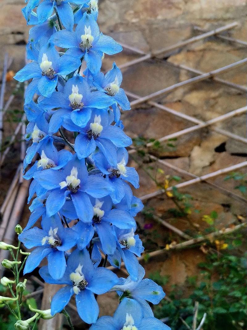 翠雀种子怎么种，翠雀是什么科？-第6张图片-优品飞百科