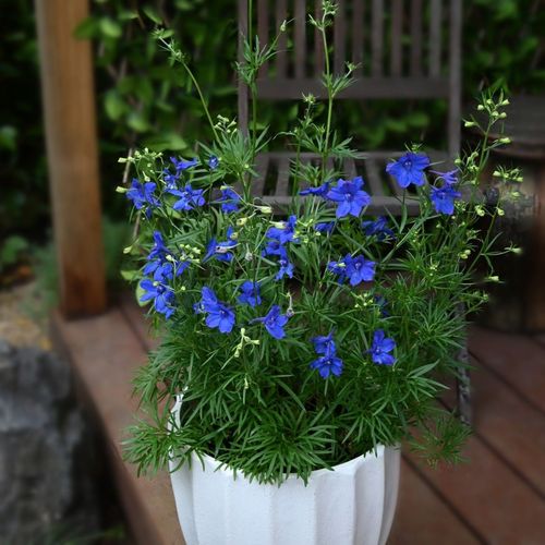 翠雀种子怎么种，翠雀是什么科？-第7张图片-优品飞百科