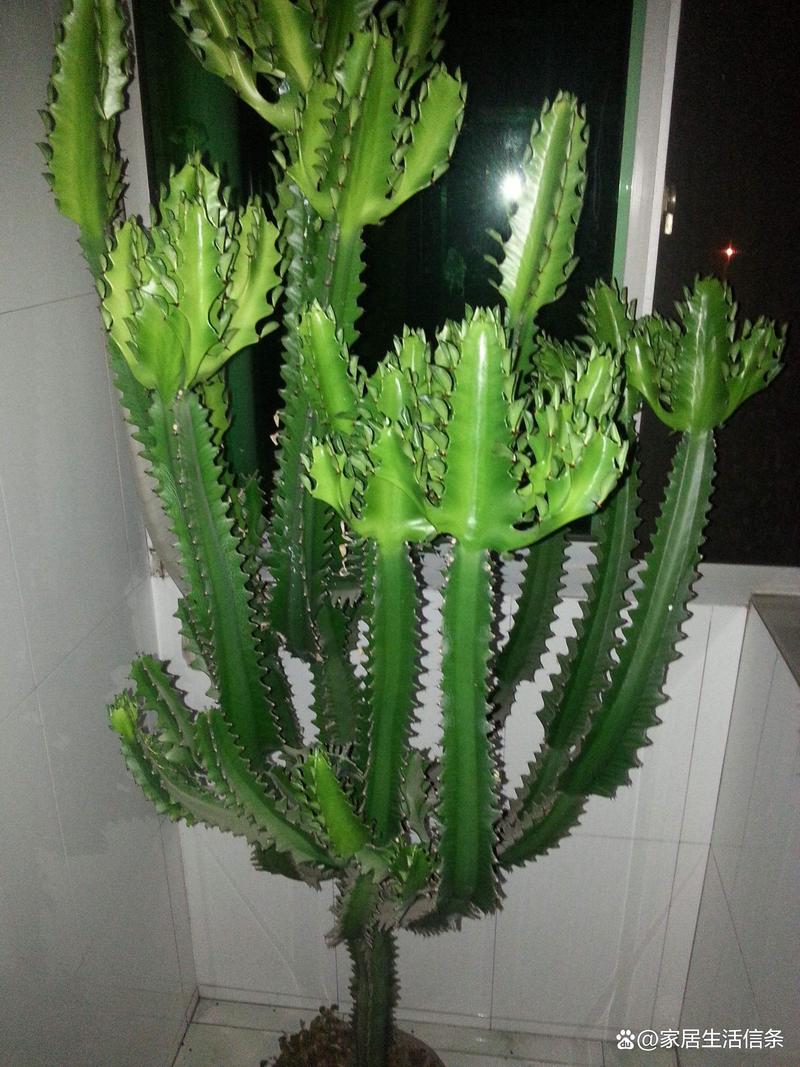 麒麟花怎么养？麒麟花怎么养才能养好？-第2张图片-优品飞百科