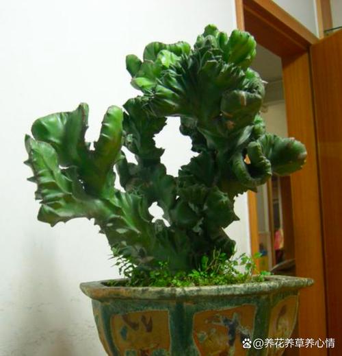 麒麟花怎么养？麒麟花怎么养才能养好？-第3张图片-优品飞百科