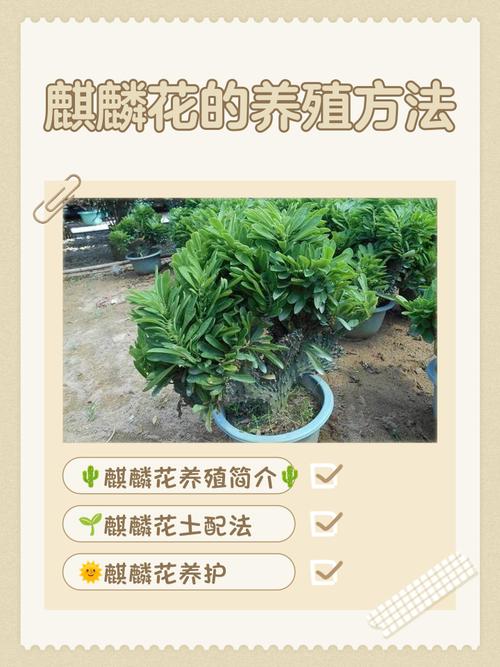 麒麟花怎么养？麒麟花怎么养才能养好？-第4张图片-优品飞百科