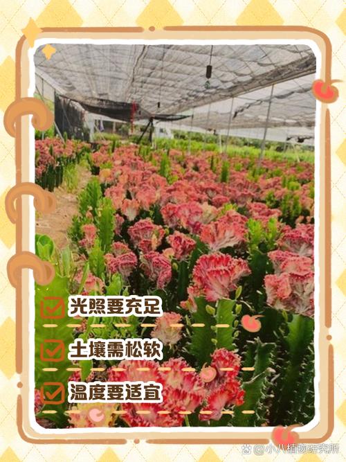 麒麟花怎么养？麒麟花怎么养才能养好？-第5张图片-优品飞百科