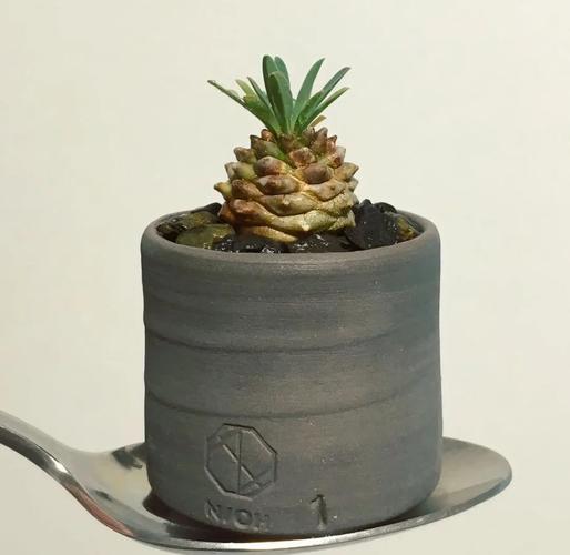 铁甲球繁殖方法，铁甲丸种子怎么播种？-第2张图片-优品飞百科