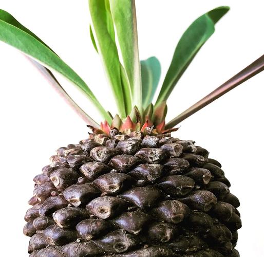 铁甲球繁殖方法，铁甲丸种子怎么播种？-第3张图片-优品飞百科