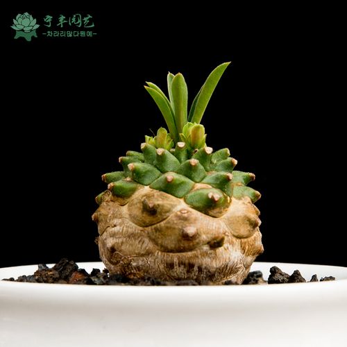 铁甲球繁殖方法，铁甲丸种子怎么播种？-第5张图片-优品飞百科