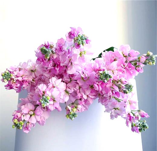 紫罗兰怎么水养，白色紫罗兰怎么水养