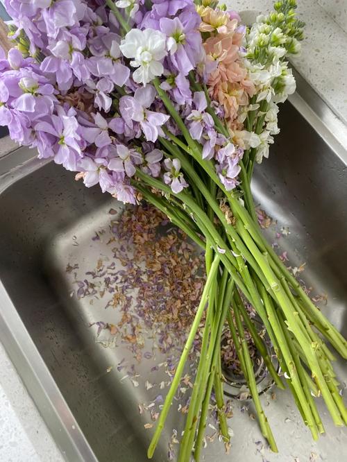 紫罗兰怎么水养，白色紫罗兰怎么水养-第2张图片-优品飞百科