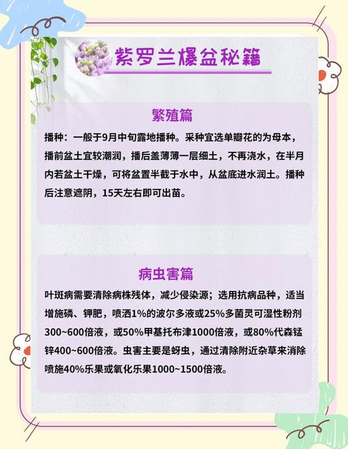紫罗兰怎么水养，白色紫罗兰怎么水养-第3张图片-优品飞百科