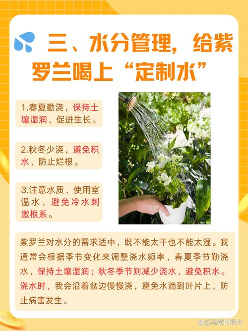 紫罗兰怎么水养，白色紫罗兰怎么水养-第6张图片-优品飞百科