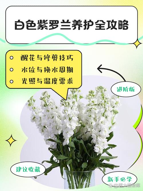 紫罗兰怎么水养，白色紫罗兰怎么水养-第5张图片-优品飞百科