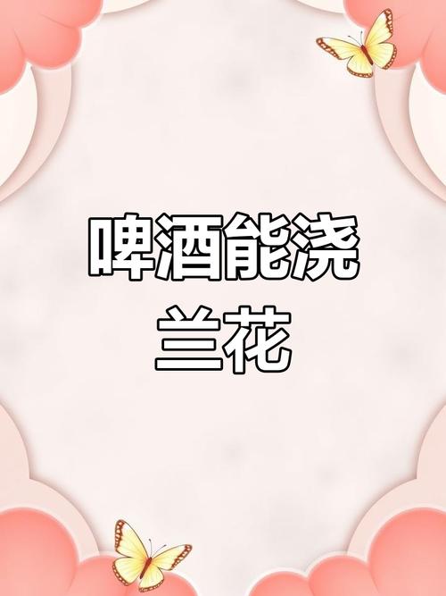 兰花可以用啤酒浇吗，兰花可以用啤酒喷吗