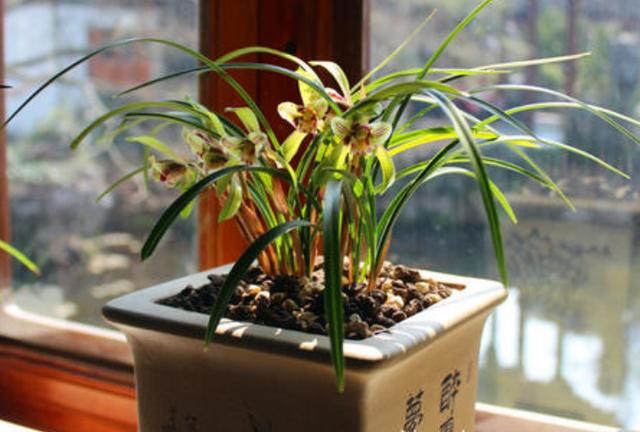 兰花可以用啤酒浇吗，兰花可以用啤酒喷吗-第2张图片-优品飞百科