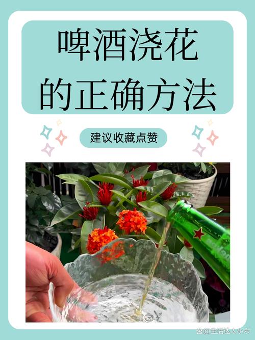 兰花可以用啤酒浇吗，兰花可以用啤酒喷吗-第5张图片-优品飞百科