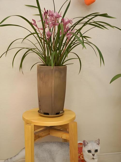 兰花可以用啤酒浇吗，兰花可以用啤酒喷吗-第6张图片-优品飞百科