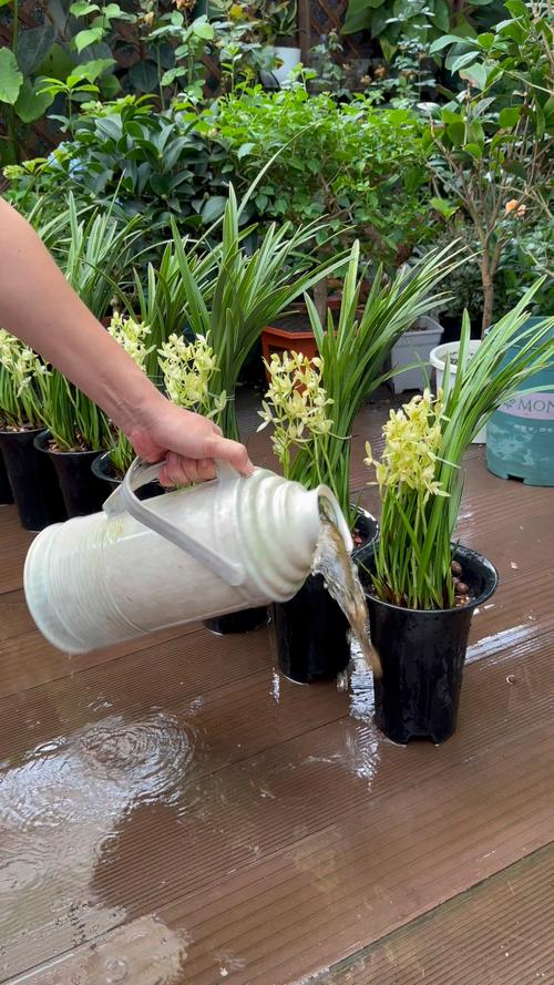 兰花可以用啤酒浇吗，兰花可以用啤酒喷吗-第7张图片-优品飞百科