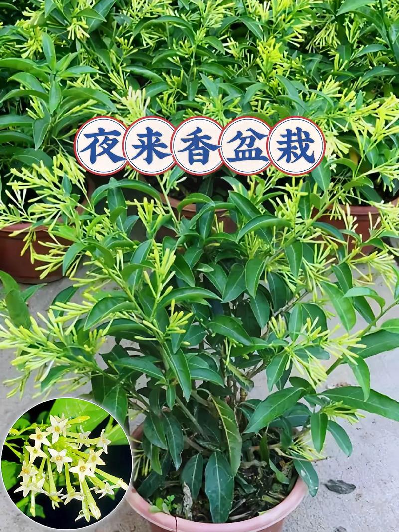 夜来香春天如何修剪，夜来香剪枝方法