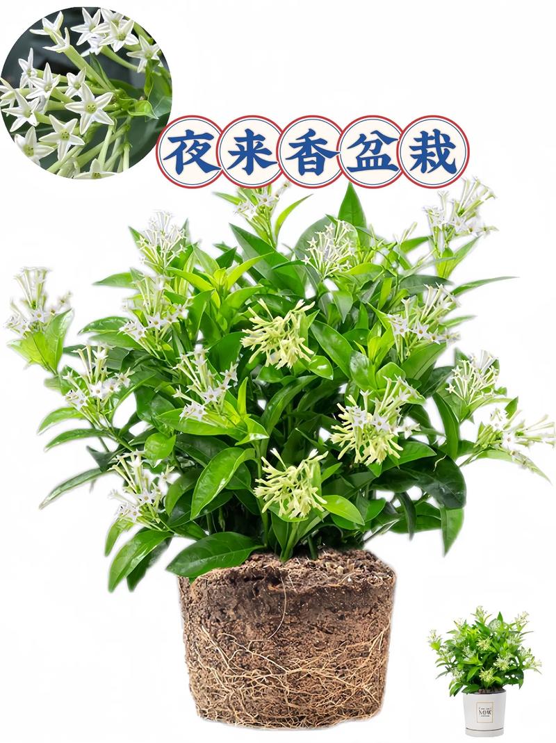 夜来香春天如何修剪,夜来香剪枝方法-第2张图片-优品飞百科 夜来香春天如何修剪,夜来香剪枝方法-第2张图片-优品飞百科