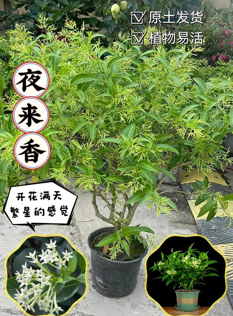 夜来香春天如何修剪,夜来香剪枝方法-第3张图片-优品飞百科 夜来香春天如何修剪,夜来香剪枝方法-第3张图片-优品飞百科