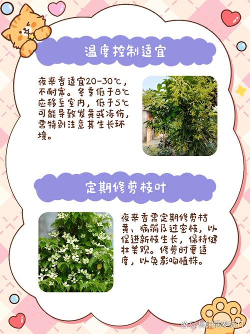 夜来香春天如何修剪,夜来香剪枝方法-第4张图片-优品飞百科 夜来香春天如何修剪,夜来香剪枝方法-第4张图片-优品飞百科