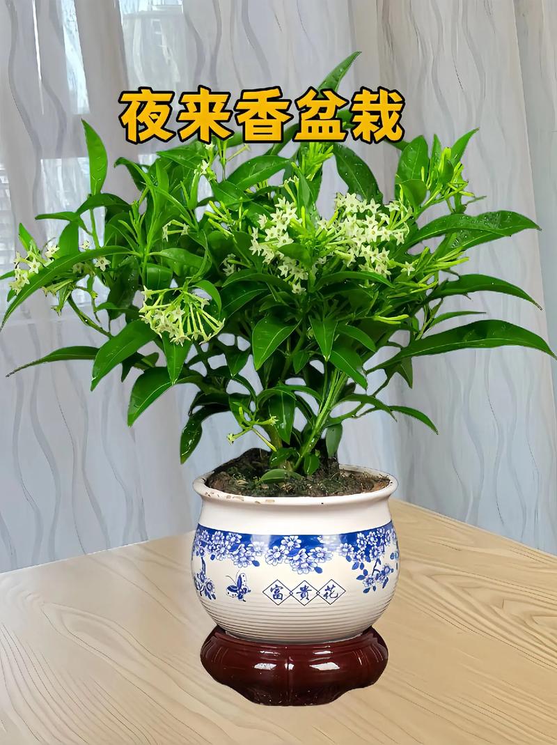 夜来香春天如何修剪,夜来香剪枝方法-第5张图片-优品飞百科 夜来香春天如何修剪,夜来香剪枝方法-第5张图片-优品飞百科