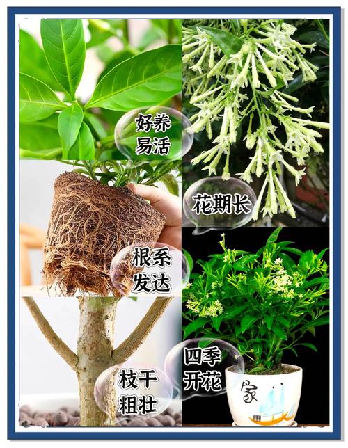 夜来香春天如何修剪,夜来香剪枝方法-第6张图片-优品飞百科 夜来香春天如何修剪,夜来香剪枝方法-第6张图片-优品飞百科