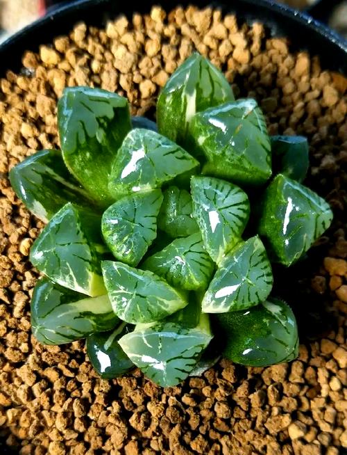 赤玉土怎么用，赤玉土用法-第3张图片-优品飞百科