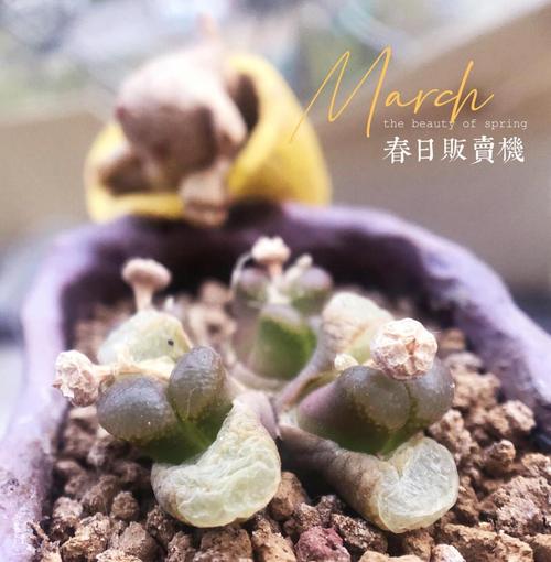 赤玉土怎么用，赤玉土用法-第4张图片-优品飞百科