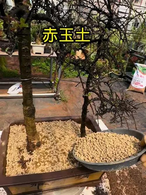 赤玉土怎么用，赤玉土用法-第7张图片-优品飞百科