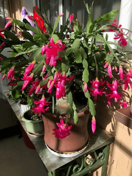 冬天养殖蟹爪兰的禁忌，冬天养蟹爪兰要注意什么