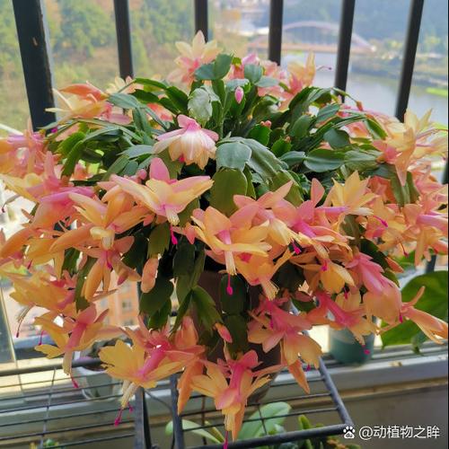 冬天养殖蟹爪兰的禁忌，冬天养蟹爪兰要注意什么-第2张图片-优品飞百科