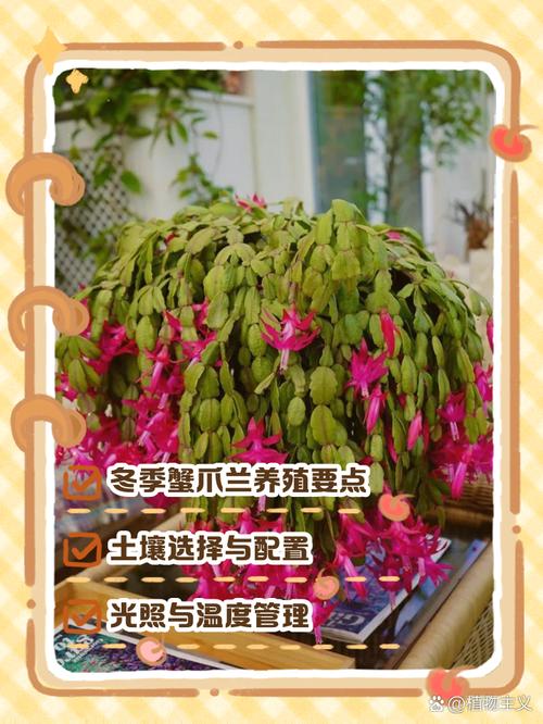 冬天养殖蟹爪兰的禁忌，冬天养蟹爪兰要注意什么-第3张图片-优品飞百科