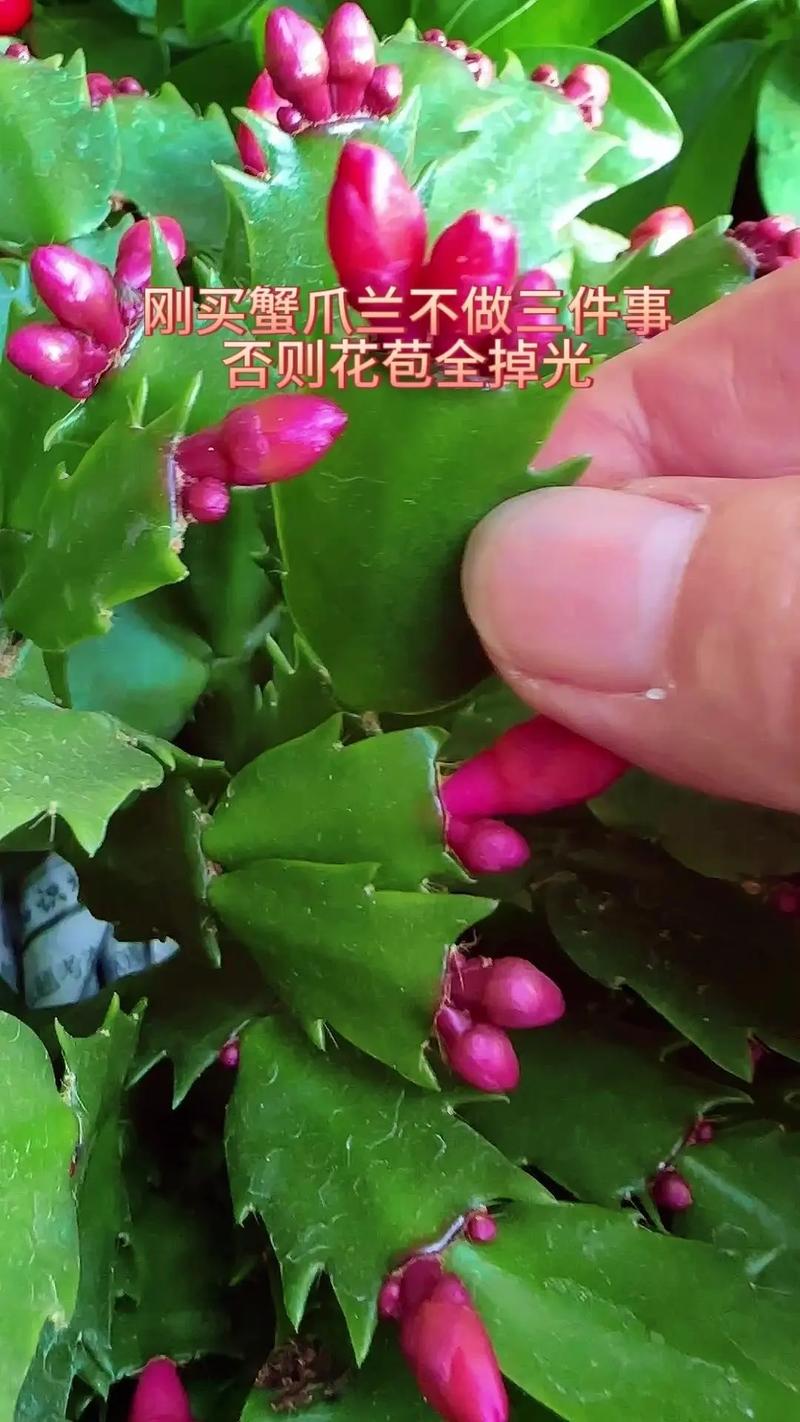 冬天养殖蟹爪兰的禁忌，冬天养蟹爪兰要注意什么-第4张图片-优品飞百科