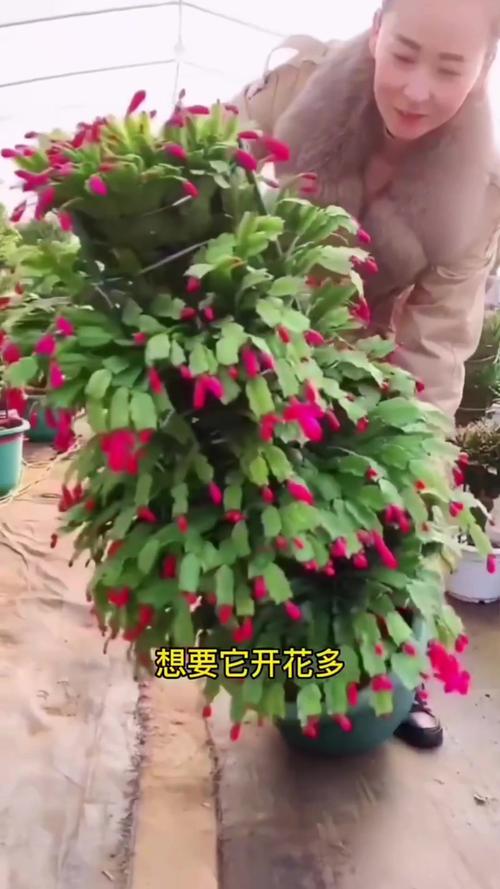 冬天养殖蟹爪兰的禁忌，冬天养蟹爪兰要注意什么-第5张图片-优品飞百科