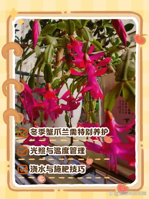 冬天养殖蟹爪兰的禁忌，冬天养蟹爪兰要注意什么-第6张图片-优品飞百科