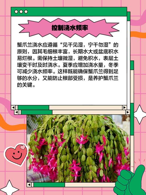 冬天养殖蟹爪兰的禁忌，冬天养蟹爪兰要注意什么-第8张图片-优品飞百科