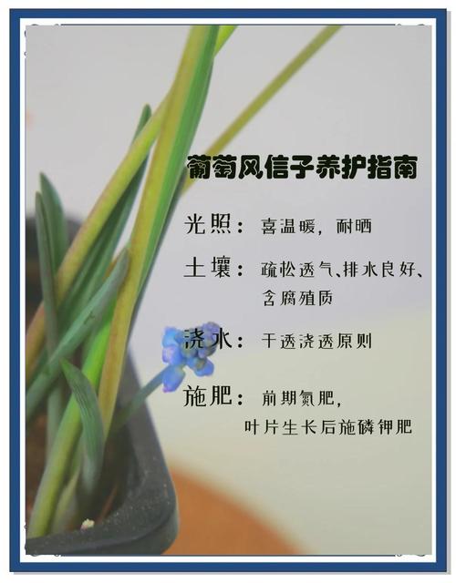 风信子怎么养，风信子怎么养种球