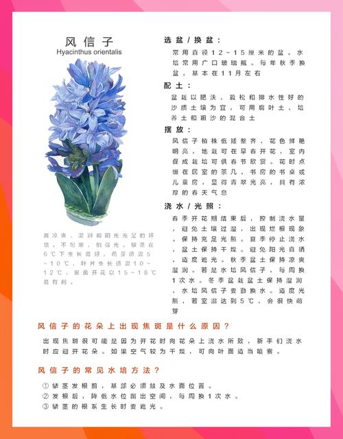 风信子怎么养，风信子怎么养种球-第2张图片-优品飞百科
