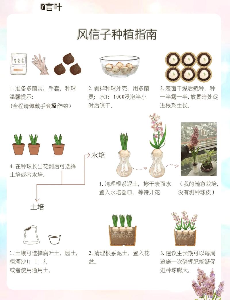 风信子怎么养，风信子怎么养种球-第3张图片-优品飞百科