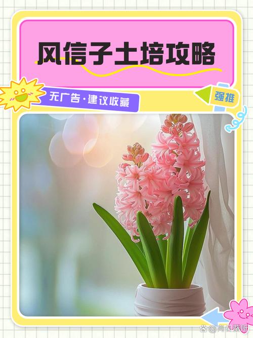 风信子怎么养，风信子怎么养种球-第4张图片-优品飞百科