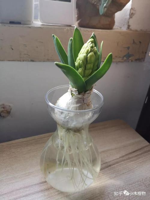 风信子怎么养，风信子怎么养种球-第5张图片-优品飞百科