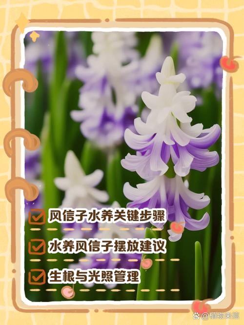 风信子怎么养，风信子怎么养种球-第6张图片-优品飞百科