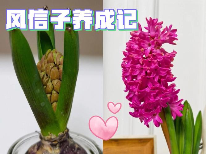 风信子怎么养，风信子怎么养种球-第7张图片-优品飞百科